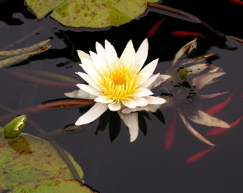 beauty in nature, fish, meditation, vulnerability, tranquility, 1080P, tranquil, leaf, natural, calm, lake, botany, reflection, blossom, white, petal