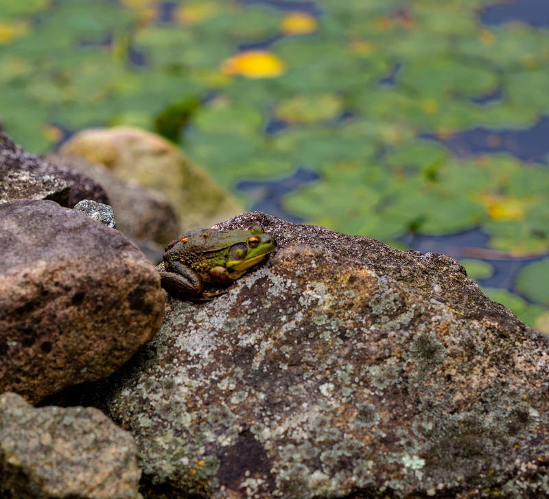 plant, frog, focus on foreground, rock, day, outdoors, water, rocks, close-up, fish, rock - object, invertebrate, one animal, marine, zen, no people, relaxation