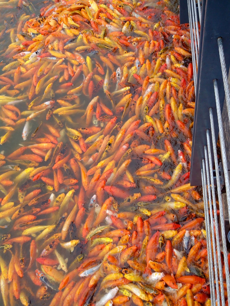 nature, swimming, school of fish, water, large group of animals, vertebrate, marine, carp, pond, koi, animal, fish, fishing, 2K, day, abundance, animal themes