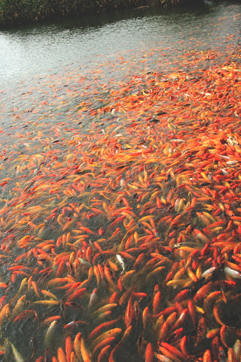 asian, 4K, group of animals, koi fish, luck, red, beautiful, carp, water, chinese, japanese, pond, animal wildlife, colorful, underwater, lake, fortune