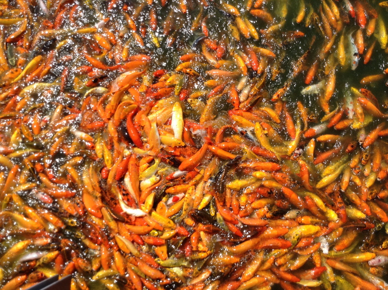 animal, colorful, ornamental, yellow, pond, school of fish, goldfish, koi, underwater, fish, no people, zen, group of animals, scales, swimming, school