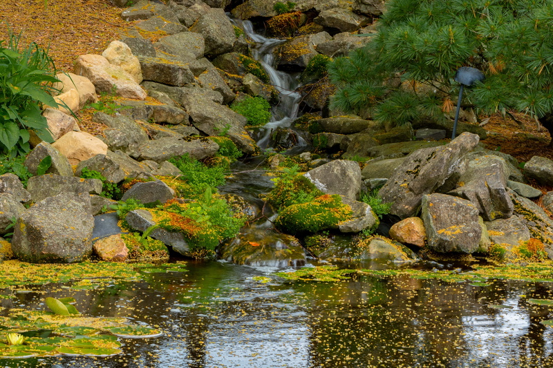 koi, forest, green, pond, rocks, tranquil, fish, beauty in nature, plant, river, scenics - nature, stream - flowing water, shallow, carp, water, flowing