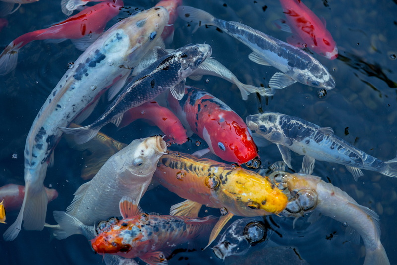 animal themes, school of fish, fish, water, coy, no people, desktop, outdoors, koi carp, underwater, sea, sea life, large group of animals, pond, nature