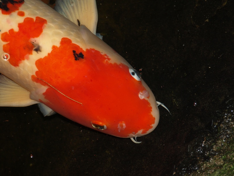 one animal, sea, marine, sea life, animal, animal themes, zen, 2K, pond, animal wildlife, orange color, animals in the wild, water, nature, high angle view