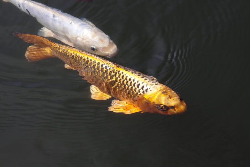 sea life, no people, one animal, carp, japanese, fish, cultivar, japan, 4K, nature, catch of fish, swim, vertebrate, sea, gold, koi, mirroring, animal wildlife