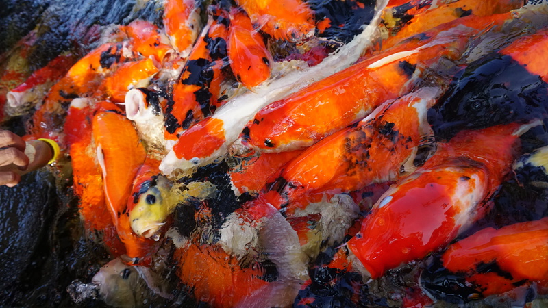 orange color, full frame, aquarium, animals in the wild, coral, water, painting, exotic, animal themes, no people, life, saltwater, sea, colorful, nature