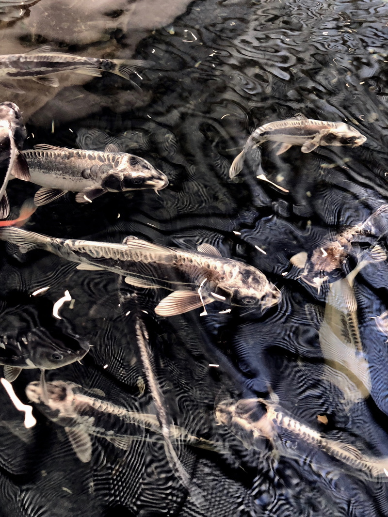 animal, animal themes, coy, animals in the wild, 4K, animal wildlife, lake, no people, water, underwater, united states, vertebrate, nature, swimming