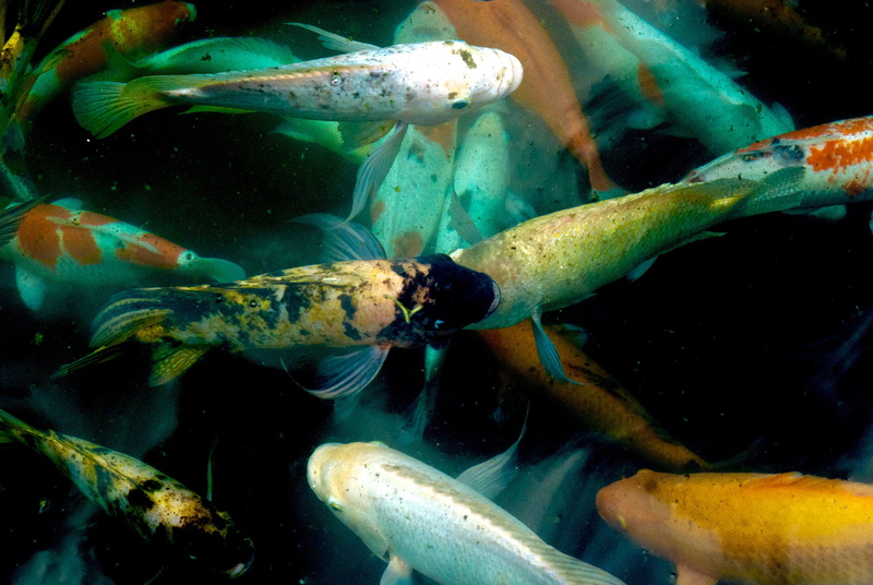 vertebrate, nature, swim, school of fish, fish, pond, orange, coy, 4K, sea life, indonesia, ubud, undersea, animal wildlife, animal, close-up, animal themes