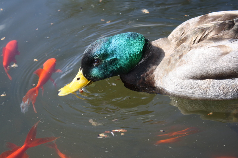 animal, Birds, swimming, animals in the wild, day, animal wildlife, high angle view, Fish, Coy, outdoors, close-up, no people, animal themes, one animal