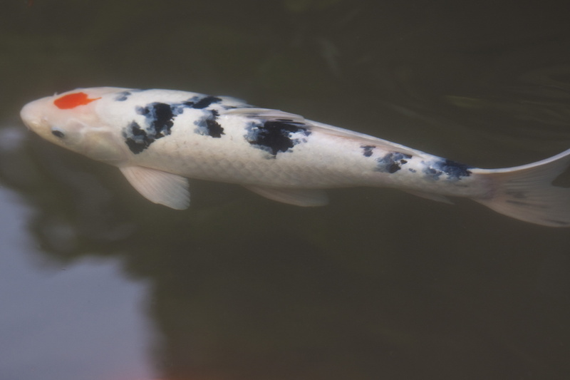 indoors, wealth, pond, one animal, profile view, saltwater fish, china, Koi fish, sea, close-up, animal, brocade carp, fish, focus on foreground, swimming