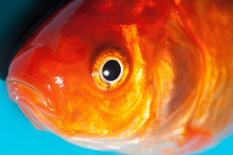 animal wildlife, eyeball, sea, goldfish, close-up, iris - eye, orange, mouth open, swimming, animals in the wild, sea life, gold, macro, orange color, foot