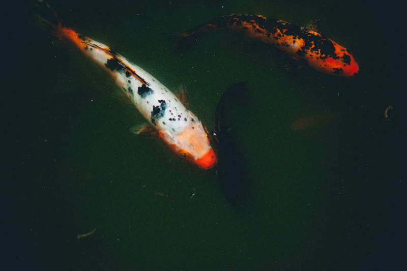 school of fish, coy, animals in the wild, united states, water, pond, river, koi carp, vertebrate, animal wildlife, no people, group of animals, lake, coi