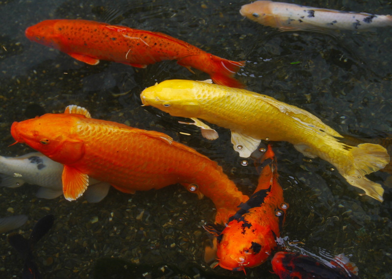 colored carp, underwater, vermilion, swimming, amber, water, animal wildlife, group of animals, aquarium fish, fish, nature, animal themes, breeding, koi