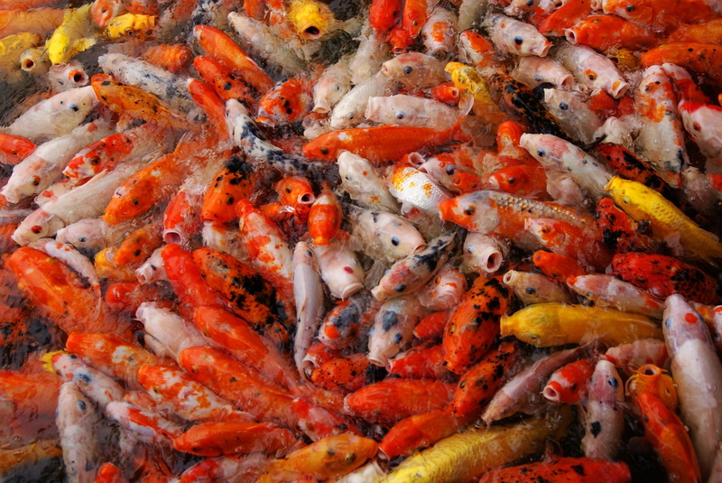 large group of animals, animals in the wild, feeding, underwater, no people, colorful, sea, koi, nature, carp, marine, gold, koi carp, fish, asian, ornamental