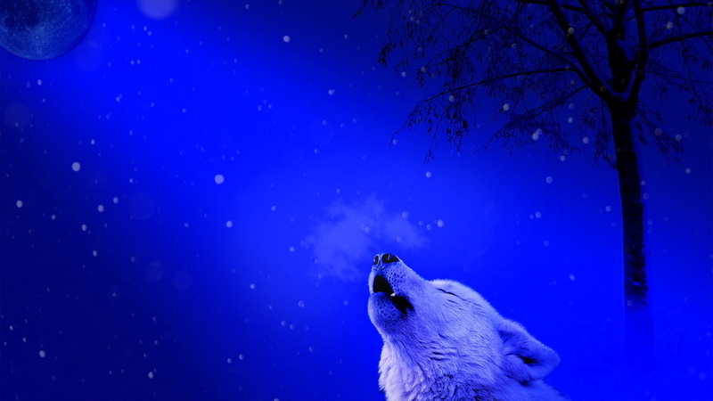 wolf, snowing, animal wildlife, outdoors, fantasy art, 4K, animal, howling, wolf howling, mammal, snow, marine, underwater, tree, water, cold temperature