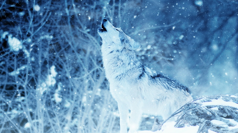 blue, wildlife, snow, focus on foreground, winter, animal, lone wolf, wolf howling, blizzard, vertebrate, howling, bird, one animal, beauty in nature, nature