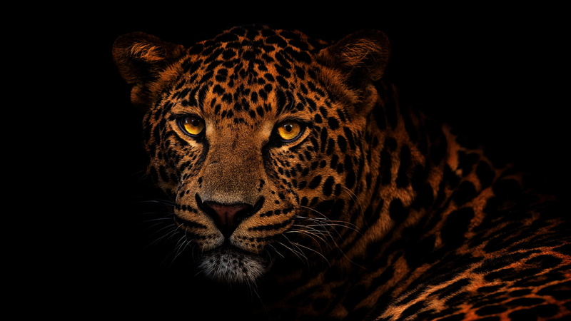 look, eyes, black background, portrait, 1080P, close-up, wild cat, leopard, face, Golden eyes
