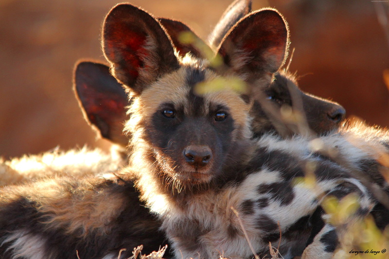 5K, Wild dog, eyes, look, nature, predator, fur, animal