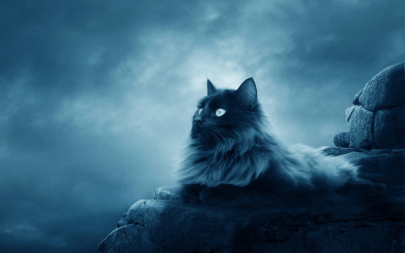 hd, creative and graphics, creative, 720P, cat, graphics, full, moon