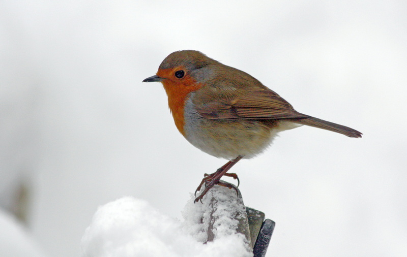 feathered, selective, photography, focus, bokeh, Centre, outdoors, selective focus, animal, gray, beak, Redhill  Surrey, Bird, 4K, winter, garden, Robin