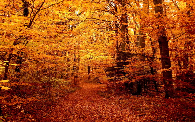autumn, 1080P, leaf, 3d and abstract, colors, forest, trees, orange, path