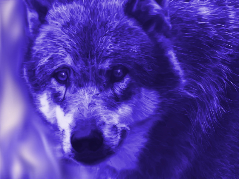 adult, aggression, dog, fantasy, edited, fairy tales, pets, canine, animal wildlife, mammal, front view, 4K, wolf, portrait, close-up, looking at camera