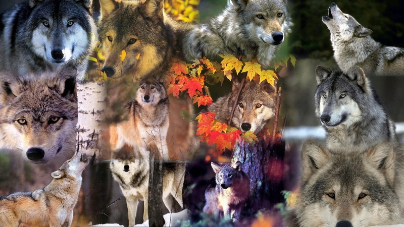 wolf, wild, 1080P, howl, forest, collage, firefox persona, howling, wolves, haunting, animals