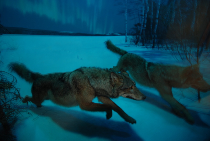 moon, dog, cold temperature, painting, animal, winter, snow, man-eater, animal themes, night, mammal, relaxation, vertebrate, predator, wildlife, animal wildlife