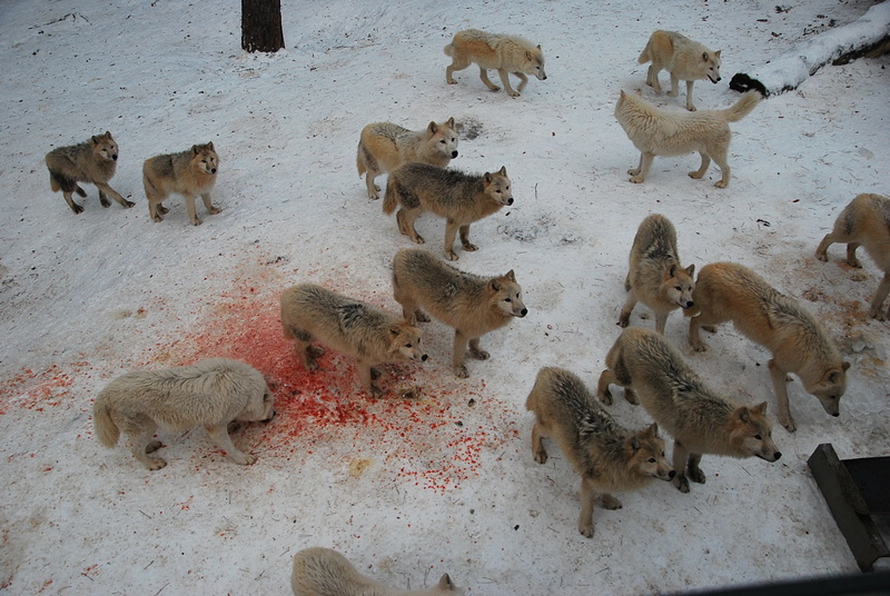 cat, 1080P, wolves, snow, no people, white, predator, animal wildlife, animal themes, water, large group of animals, mammal, feline, pack, nature, high angle view