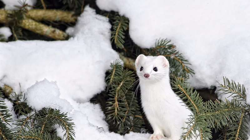 weasel, wildlife, mink, marten, domestic animals, animal themes, coniferous tree, 4K, vertebrate, pets, no people, looking at camera, tree, animal, cold temperature