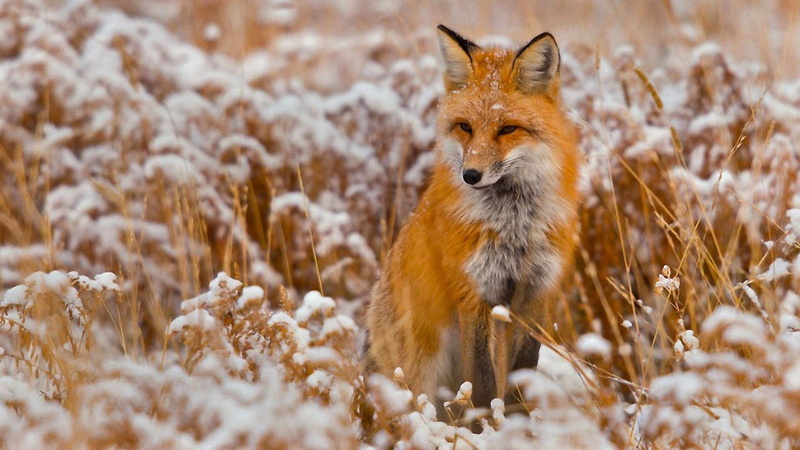 wild animal, animal, mammal, land, cold temperature, animal wildlife, cute, vertebrate, nature, wildlife, one animal, portrait, 4K, selective focus, snow