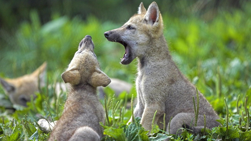 animals, wolf, grass, howling, babys, 1080P, babies