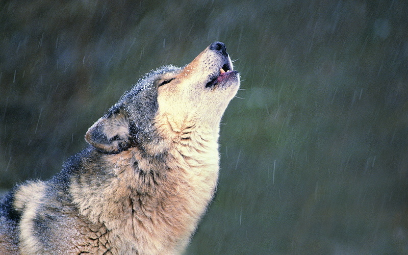 husky, snow, dog, animals Hunting, one Animal, cute, muzzle, snowing, aggression, adult, animal head, loneliness, mouth, wildlife, animal mouth, outdoors