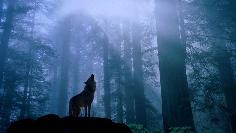silhouette, no people, animal themes, mystery, Howling, woodland, Animal, land, Fog, Wolf, 1080P, plant, Nature, Tree, one animal, vertebrate, Forest