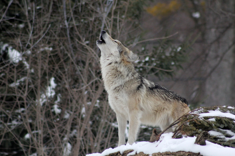 predator, wildlife, wolf, 5K, winter, howling