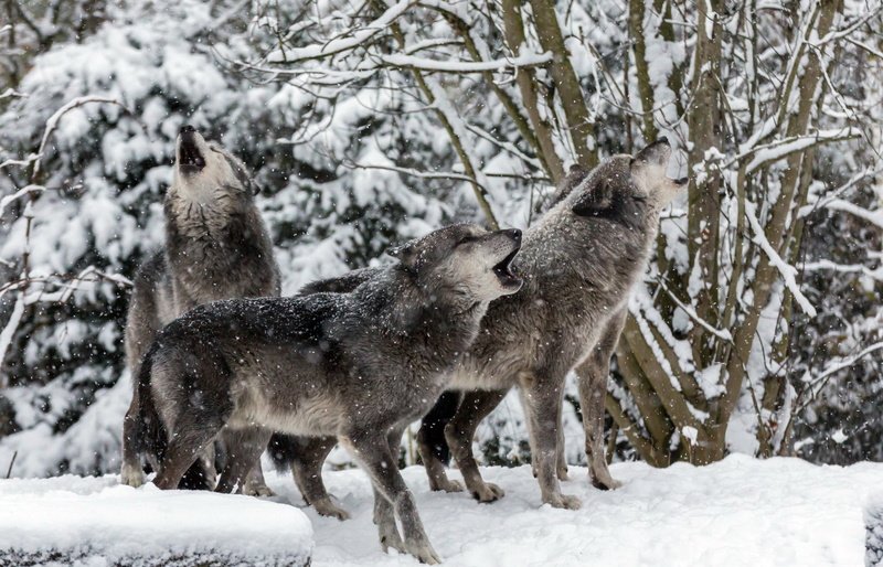 wolf, howling, snow, predator, wildlife, 1080P, winter