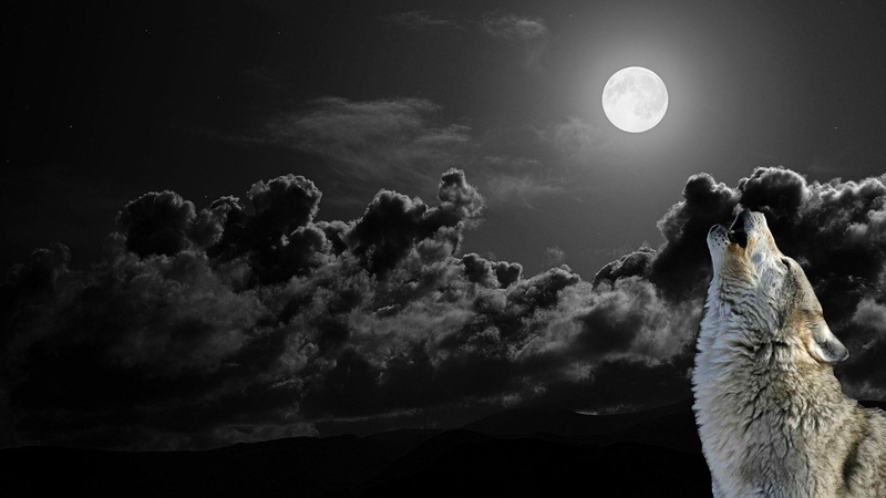 full moon, wolf howling, howling, cloudy, wolf, 1080P, animals, moon