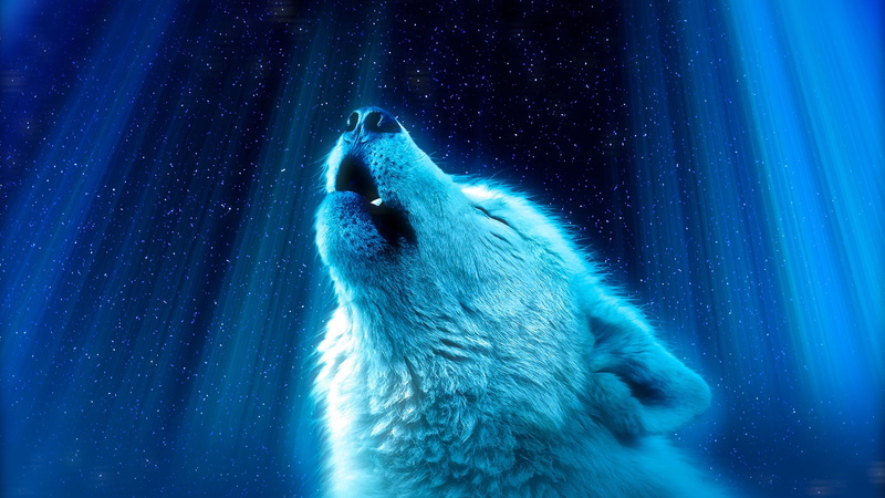 Night, Fantasy Animals, Wolf, Howling, Animal, 4K