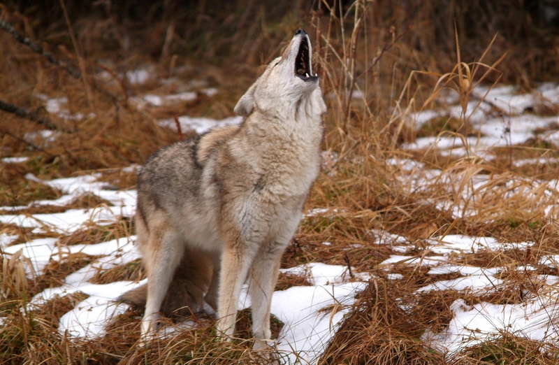 white color, Howling, outdoors, Animals, animals in the wild, one animal, cold temperature, no people, aggression, vertebrate, wolf, Montana, snow, animal