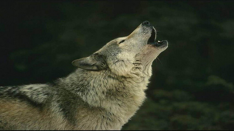 black, Wolf, Howling, Animal, 1080P, grey