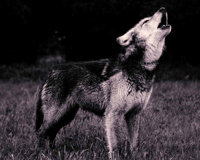 standing, wolf, side view, full length, no people, photo, 2K, pets, animal, domestic, predator, grass, canine, animal themes, profile view, bw, howl, animals in the wild