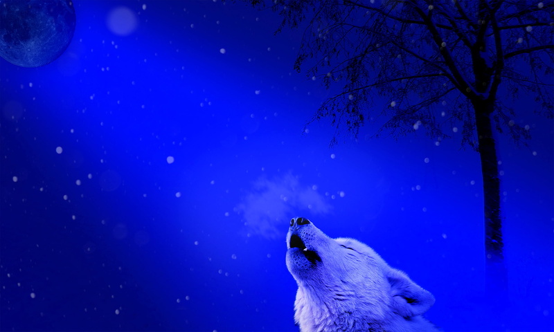water, night, vertebrate, nature, 4K, animal, snow, cold temperature, underwater, animal themes, snowing, one animal, blue, sea life, loneliness, predator