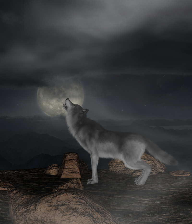 moon, cat, no people, feline, cloud - sky, howl, sky, domestic animals, full moon, pets, land, 1080P, vertebrate, mammal, whisker, animal, standing, night