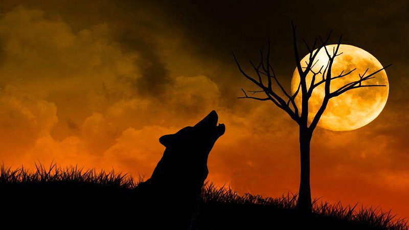 wolf, silhouette, sky, howling, digital composite, howl, one animal, animal wildlife, side view, 1080P, sunset, mammal, animal themes, no people, animal