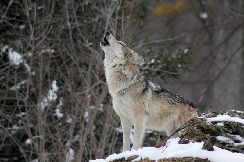 animal themes, animal wildlife, no people, animal, winter, tree, Forest, nature, Howling, 5K, mammal, land, one animal, outdoors, animals in the wild