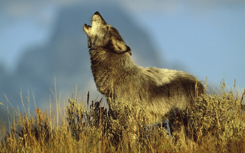 1080P, grass, non-urban scene, outdoors, standing, Animal, profile view, plant, animals in the wild, looking, Howling, animal wildlife, no people, one animal