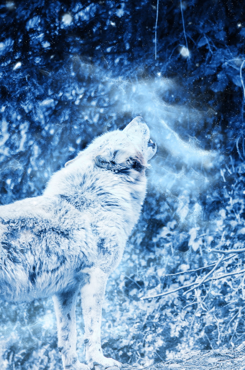 no people, snow, nature, aggression, animal themes, ice, winter, outdoors, 2K, polar bear, mammal, motion, bear, fog, snowing, one animal, sea, animal