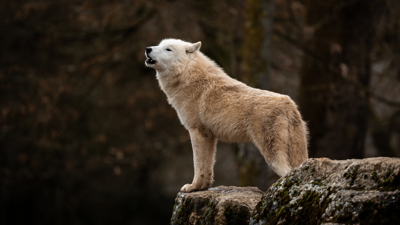 wolf, wolf howl, Arctic, the dark background, white, polar, 4K, stones, forest