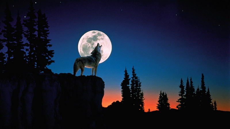 moonlight, animal themes, Moon, animal wildlife, vertebrate, astrology, Night, one animal, astronomy, bird, scenics - nature, Howling, beauty in nature