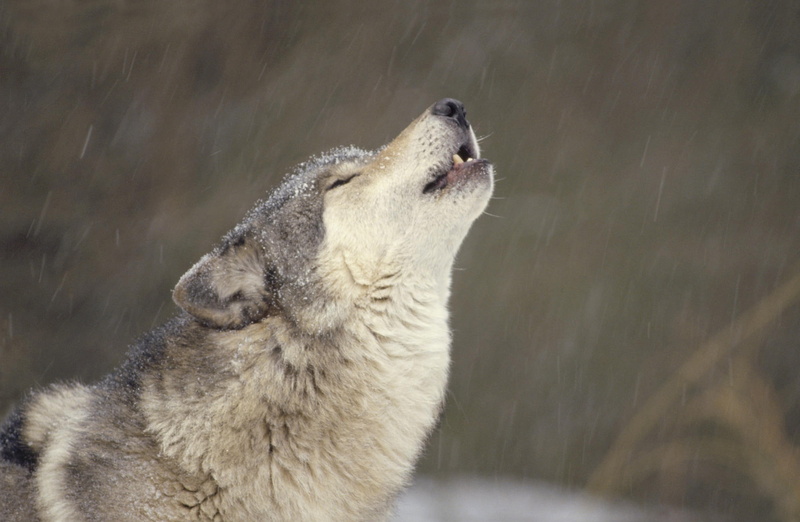 outdoors, mouth open, Temperate, side view, Animals, anger, snowing, vertebrate, focus on foreground, North, Wild, mouth, mammal, Howling, Wolf, animals in the wild